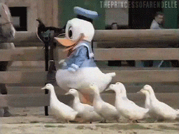undefined Donald duck leading ducks
